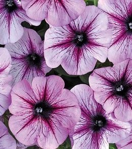bonnie-lavender-star