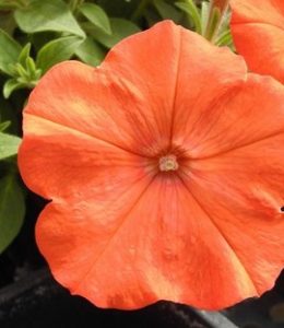 bonnie-orange