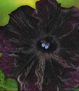bonnie-velvet