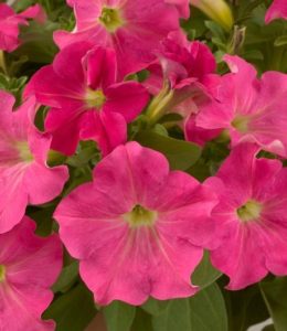 candy-pink