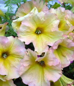 chameletunia-checky-patio