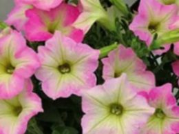 chameletunia-rose-star