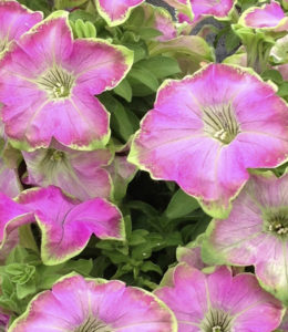 crazytunia-kermit-rose