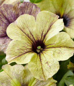 crazytunia-twilight-lime