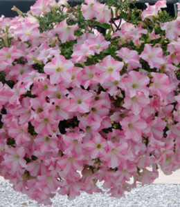 designer-pink-star