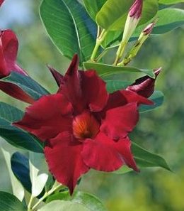 diamantina-jade-red
