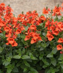 diascia-orange