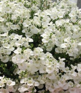 diascia-white