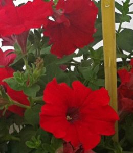 fanfare-red