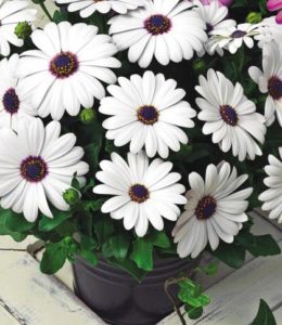 impassion-white