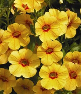 kali-red-yellow