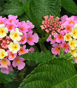 lantana-flamingo