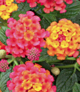 lantana-grenadine