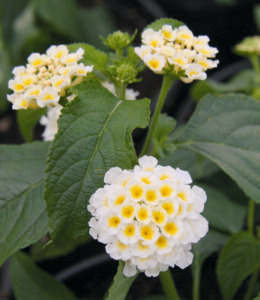 lantana-tukan