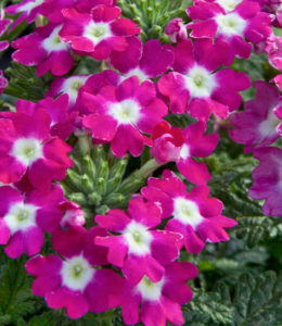 lascar-dark-pink-eye lascar-dark-pink-eye