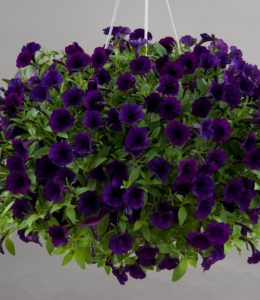 little-purple-blue