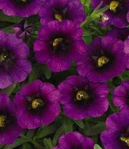 noa-ultra-purple