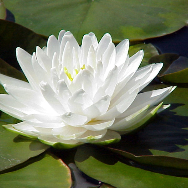 nymphaea-gonnere