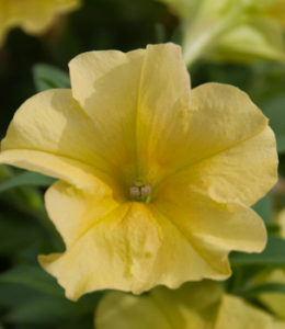 ordy-marble-yellow