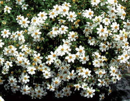 pearl-white