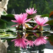 rose-arey_2