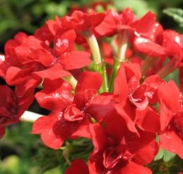 star-dreams-double-red star-dreams-double-red