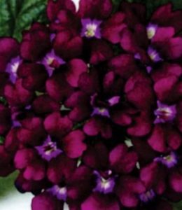 star-dreams-double-violet