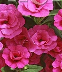 sweet-bells-double-coral