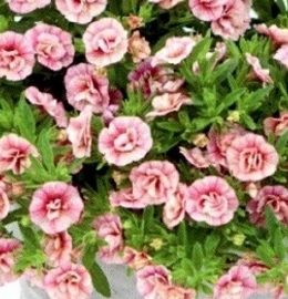 sweet-bells-double-peach