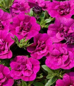 sweet-bells-double-purple