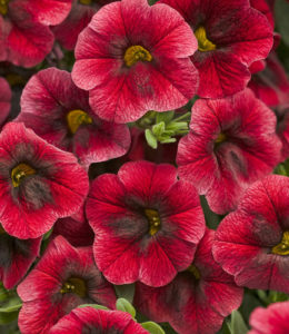 sweet-bells-pink-dark-eye