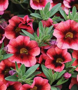 sweet-bells-raspberry-dark-eye
