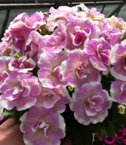 sweet-pleasure-lavender-white-circle
