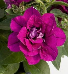 sweet-sunshine-magenta