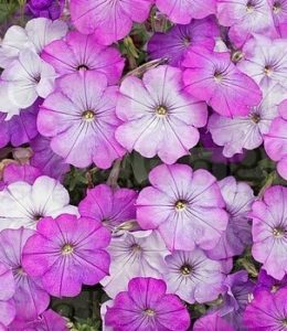 viva-lavender-shades