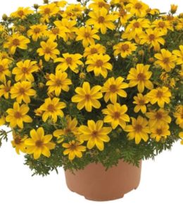 yellow-charm