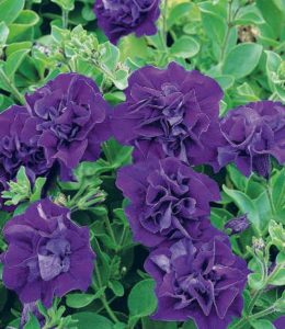 surfiniya-double-blue-star