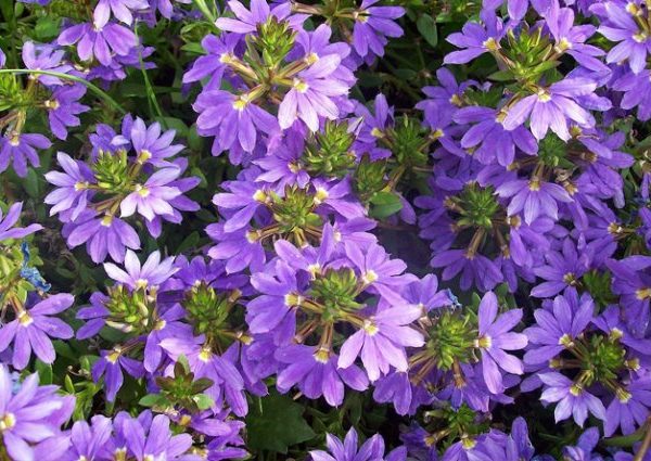 scevola-blue-laguna
