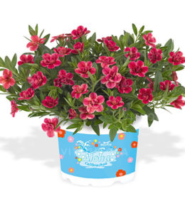 aloha-double-pink-star