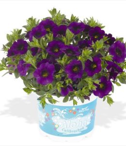 aloha-nani-blue