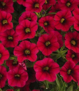 aloha-nani-dark-red
