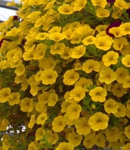 aloha-nani-yellow