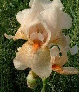 apricot-silk