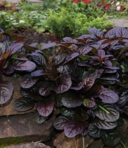 atropurpurea