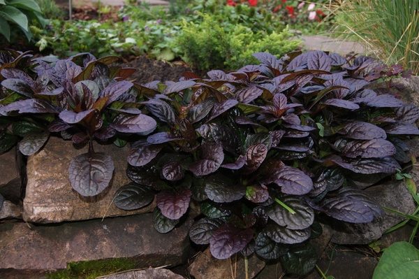 atropurpurea atropurpurea