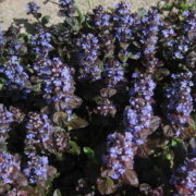 atropurpurea_2 atropurpurea_2