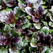 Живучка Black Scallop №2 (торф. табл.) поставка к.марта