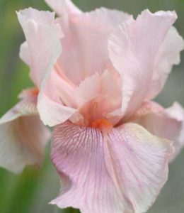 blushing-pink