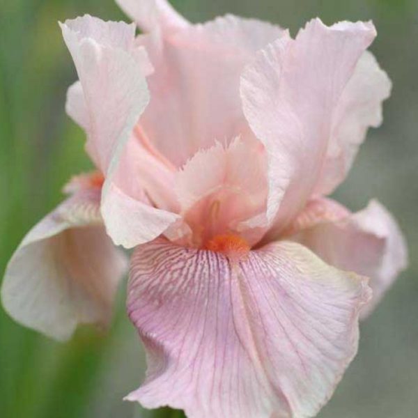 blushing-pink