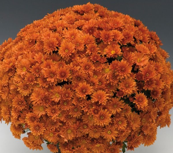 branfortune-orange branfortune-orange